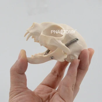 Kačių kaukolė katės skeletas gyvenimo dydis gyvūnų anatomijos švietimo priemonė įranga katė kaukolės, žandikaulio dantų anatomija